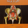 کالبدشناسی لگن و پرینه