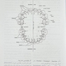 آناتومی و مورفولوژی دندان