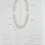 آناتومی و مورفولوژی دندان