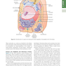 Guyton and Hall Textbook of Medical Physiology (Guyton Physiology) 13th Edition