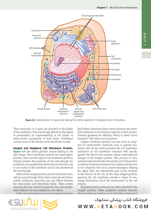 Guyton and Hall Textbook of Medical Physiology (Guyton Physiology) 13th Edition