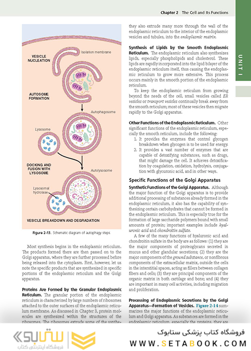 Guyton and Hall Textbook of Medical Physiology (Guyton Physiology) 13th Edition