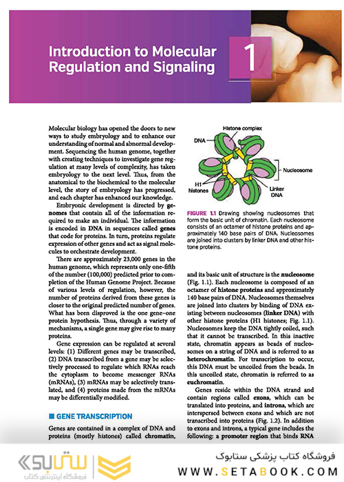Langman's Medical Embryology 14th Edition