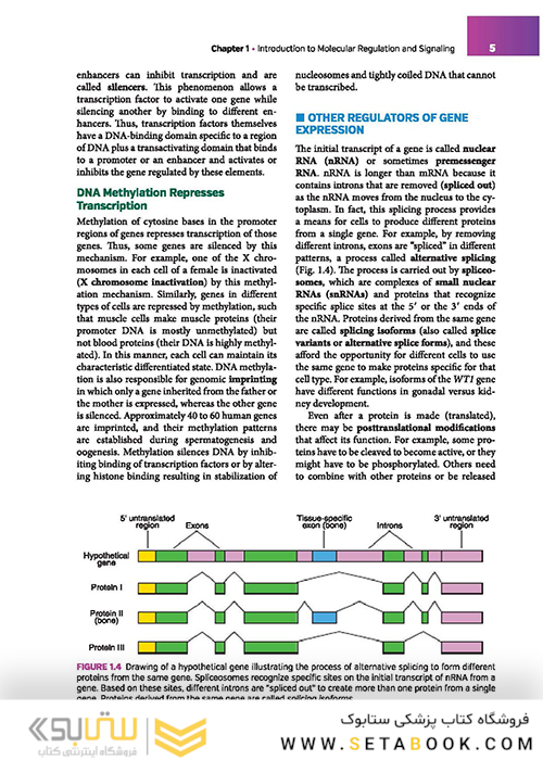 Langman's Medical Embryology 14th Edition