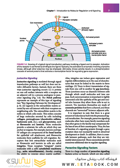 Langman's Medical Embryology 14th Edition
