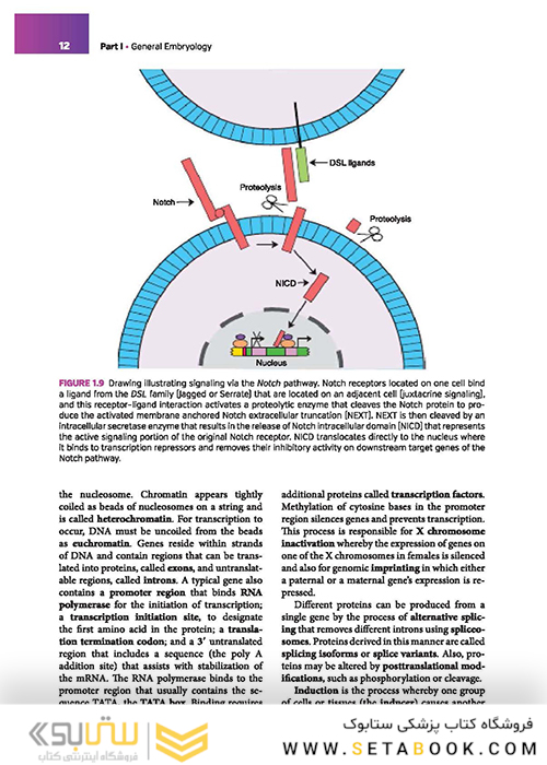 Langman's Medical Embryology 14th Edition