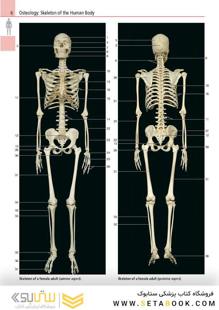 Anatomy: A Photographic Atlas