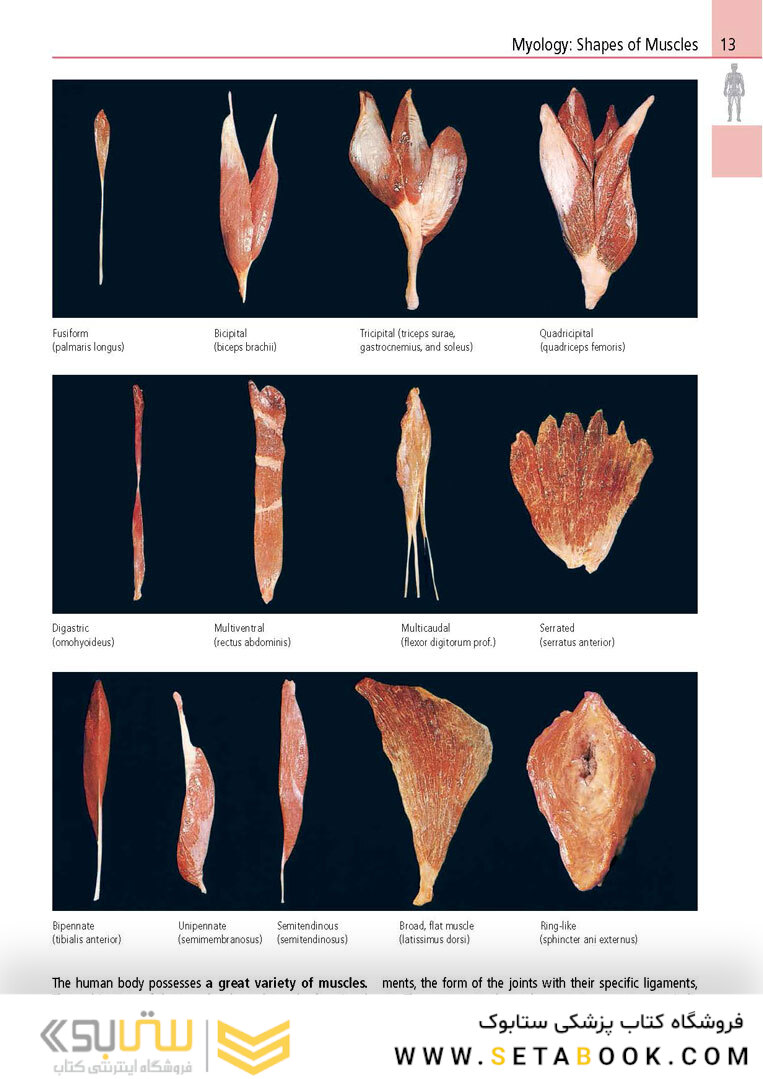 Anatomy: A Photographic Atlas