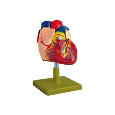 عکس قلب اندازه طبیعی