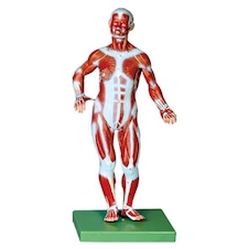 عکس عضلات بدن 1/3