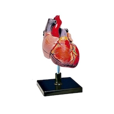 عکس قلب 1/5 برابر