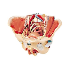 عکس لگن با ماهیچه