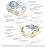 Lehninger Principles of Biochemistry Eighth Edicion