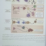 ایمونولوژی سلولی و مولکولی ابوالعباس 2022