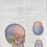 آناتومی گری سر و گردن (جلد 3) 2020