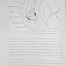 راهنمای طب سوزنی گوش (اوریکولوتراپی)