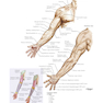 Netter Atlas of Human Anatomy: A Systems Approache