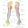 Netter Atlas of Human Anatomy: A Systems Approache