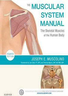 عکس The Muscular System Manual