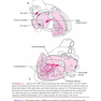 Marriott’s Practical Electrocardiography 13th