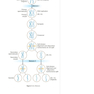 USMLE Step 1 Lecture Notes 2022: Anatomy