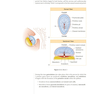 USMLE Step 1 Lecture Notes 2022: Anatomy