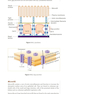 USMLE Step 1 Lecture Notes 2022: Anatomy