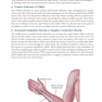 Easy EMG : A Guide to Performing Nerve Conduction Studies and Electromyography