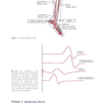 Easy EMG : A Guide to Performing Nerve Conduction Studies and Electromyography