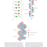 Molecular Biology 5th Edition 2012