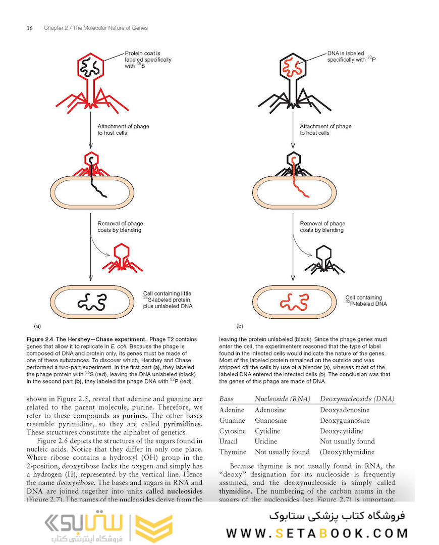 Molecular Biology 5th Edition 2012