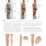 Clinically Oriented Anatomy Moore