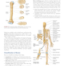 Clinically Oriented Anatomy Moore