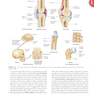 Clinically Oriented Anatomy Moore