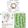 Cambridge International AS and A Level Biology Coursebook with