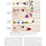 Cellular and Molecular Immunology 10th Edicion 2022