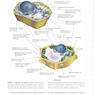 2017 Lehninger Principles of Biochemistry