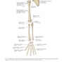 Tachdjian’s Pediatric Orthopaedics: From the Texas Scottish Rite Hospital for Children, 6th edition