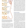 Jawetz Melnick - Adelbergs Medical Microbiology 28 E