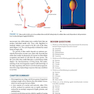 Jawetz Melnick - Adelbergs Medical Microbiology 28 E