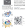 Jawetz Melnick - Adelbergs Medical Microbiology 28 E