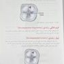 شناخت آناتومی و مورفولوژی دندان