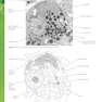Biology for the IB Diploma Coursebook, 2nd Edition