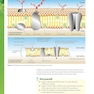 Biology for the IB Diploma Coursebook, 2nd Edition