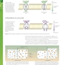Biology for the IB Diploma Coursebook, 2nd Edition