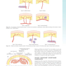 Flaps and Reconstructive Surgery 2nd Edition