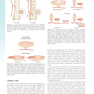 Flaps and Reconstructive Surgery 2nd Edition