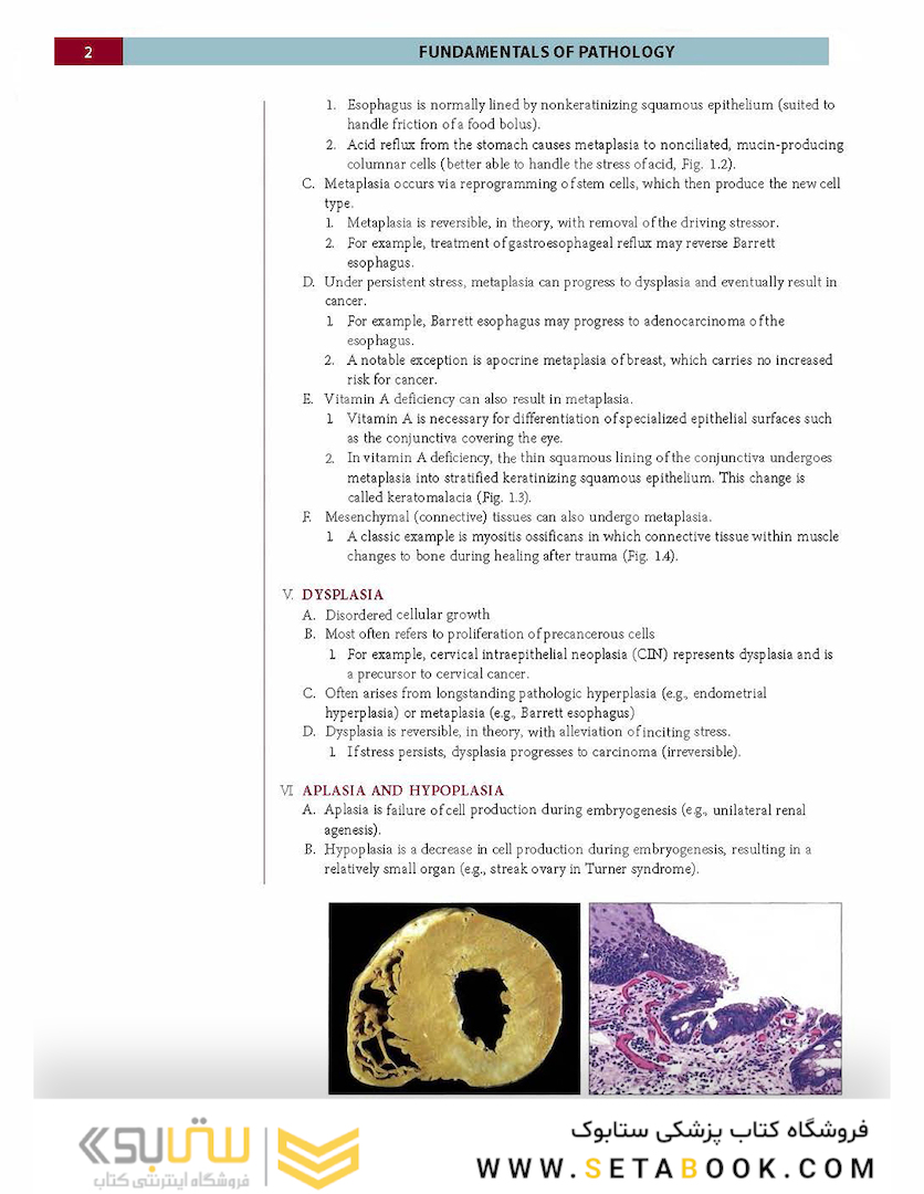 Fundamentals of Pathology 2021