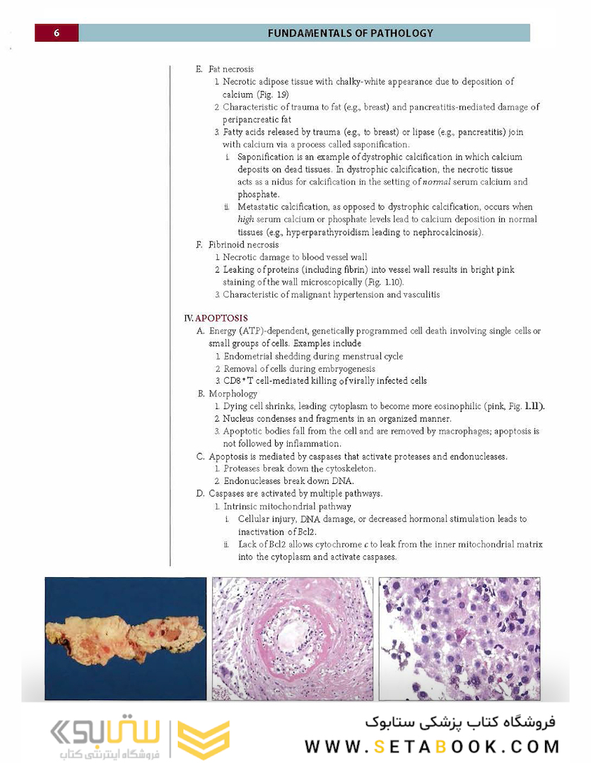 Fundamentals of Pathology 2021