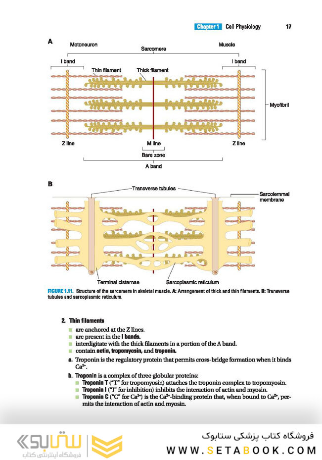BRS Physiology (Board Review Series)